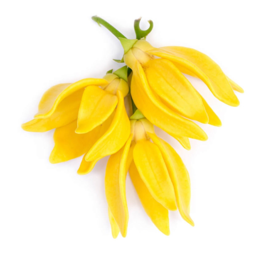 Flor Ylang Ylang